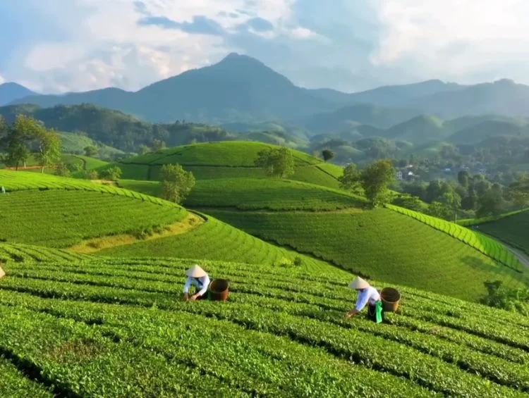 Vietnamese Vistas: A 7-Day Expedition In North Vietnam